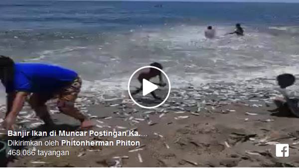 Bukan Cilacap Video Banjir Ikan ini Terjadi di Pantai Banyuwangi